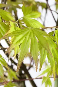 Acer palm. 'Orange Dream' - 40-50 CM C6.5 - image 5