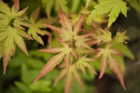 Acer palm. 'Orange Dream' - 40-50 CM C6.5 - image 3