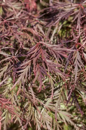 Acer palm. 'Ornatum' - 100-125 CM C35