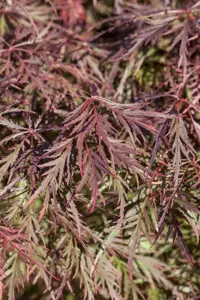 Acer palm. 'Ornatum' - 100-125 CM C35