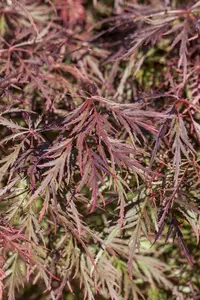 Acer palm. 'Ornatum' - 100-125 CM C60