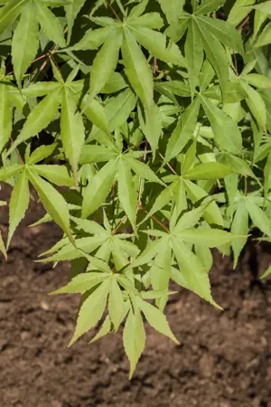 Acer palm. 'Osakazuki' - 40-50 CM C5 - image 3