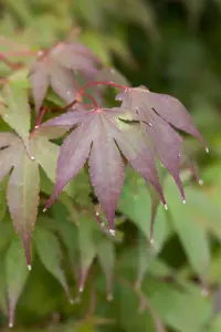 Acer palm. 'Osakazuki' - 40-50 CM C5 - image 4