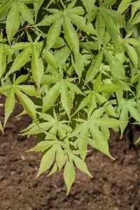 Acer palm. 'Osakazuki' - SOLITAIR 125-150 CM C50 - image 3