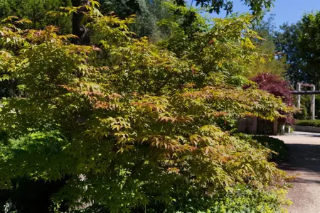Acer palm. 'Osakazuki' - 40-50 CM C5 - image 1