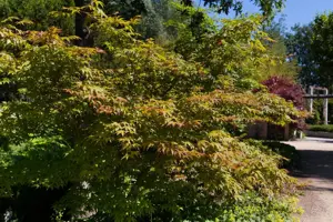 Acer palm. 'Osakazuki' - 40-50 CM C5 - image 1