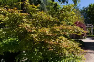 Acer palm. 'Osakazuki' - SOLITAIR 125-150 CM C50 - image 1