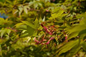 Acer palm. 'Osakazuki' - 40-50 CM C5 - image 2