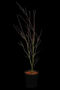 Acer palm. 'Phoenix'