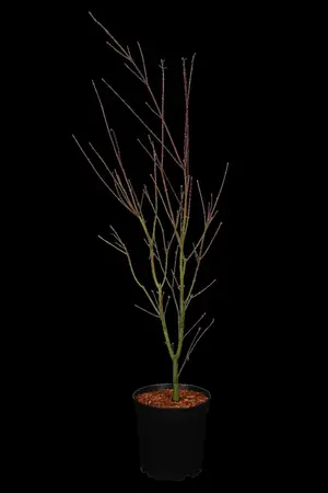 Acer palm. 'Phoenix' - P12 - image 1