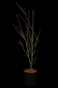 Acer palm. 'Phoenix' - P12 - image 5