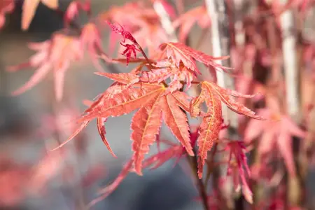 Acer palm. 'Phoenix' - P9 - image 5