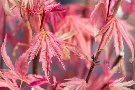 Acer palm. 'Phoenix' - 40-50 CM RB - image 3