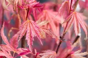 Acer palm. 'Phoenix' - 40-50 CM RB - image 3