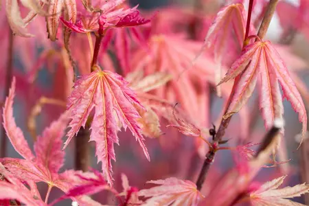 Acer palm. 'Phoenix' - 3 Ltr pot - image 1