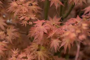 Acer palm. 'Phoenix' - 3 Ltr pot - image 4
