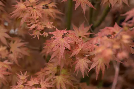 Acer palm. 'Phoenix' - 60-80 CM RB - image 4