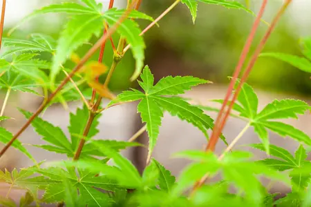 Acer palm. 'Phoenix' - 10-15 CM P9 - image 5