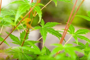 Acer palm. 'Phoenix' - 10-15 CM P9 - image 5