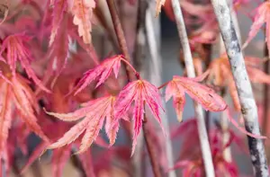 Acer palm. 'Phoenix' - 40-50 CM RB - image 4