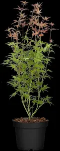 Acer palm. 'Phoenix' - P9 - image 2