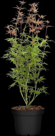 Acer palm. 'Phoenix' - 60-80 CM C7.5 - image 2
