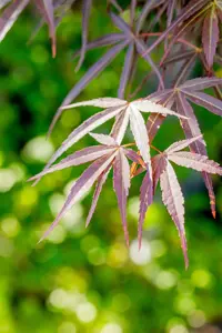 Acer palm. 'Red Pygmy' - 30-40 CM C5 - image 2