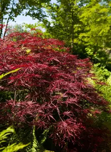 Acer palm. 'Red Pygmy'