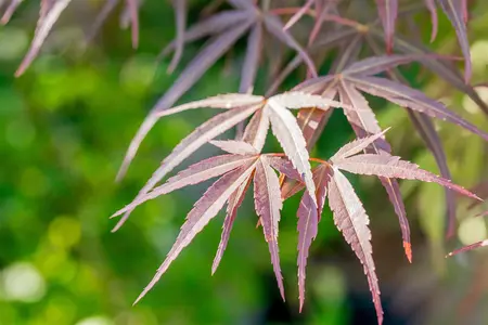 Acer palm. 'Red Pygmy' - Liners bare root - image 2