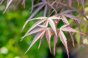 Acer palm. 'Red Pygmy' - Liners bare root - image 2