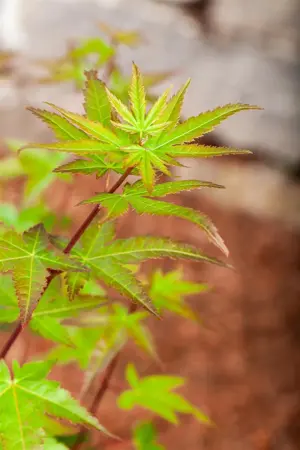 Acer palm. 'Redwine'? - 125-150 CM C30 - image 3