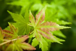 Acer palm. 'Redwine'? - 125-150 CM C30 - image 4