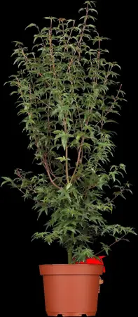 Acer palm. 'Redwine'? - 125-150 CM C30 - image 1
