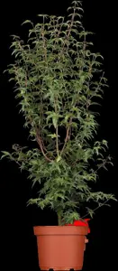Acer palm. 'Redwine'?