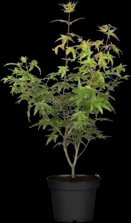 Acer palm. 'Redwine'? - 125-150 CM C30 - image 2