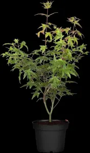 Acer palm. 'Redwine'? - 125-150 CM C30 - image 2