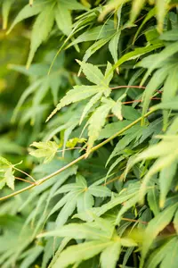Acer palm. 'Ryusen' - STEM 180 CM, GIRTH 6-8 CM C15 - image 2