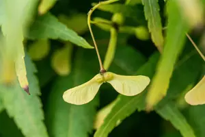 Acer palm. 'Ryusen' - 90 CM STEM C18 - image 4