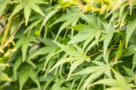 Acer palm. 'Ryusen' - 150 CM STEM C70 - image 1