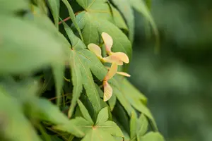Acer palm. 'Ryusen' - STEM 180 CM, GIRTH 6-8 CM C15 - image 5
