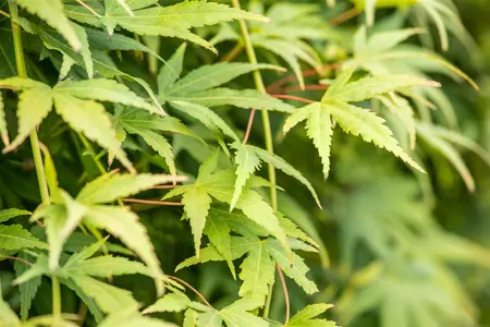 Acer palm. 'Ryusen' - 90 CM STEM C50 - image 3