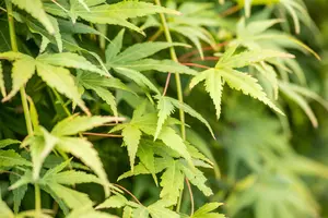 Acer palm. 'Ryusen' - 90 CM STEM C50 - image 3