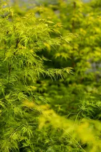 Acer palm. 'Seiryu' - P12 - image 5