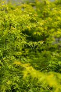 Acer palm. 'Seiryu' - 40-50 CM C7.5 - image 5