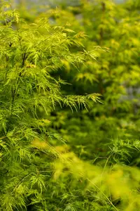 Acer palm. 'Seiryu' - 60-80 CM C15 - image 5