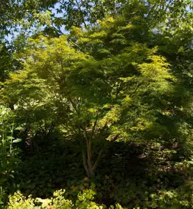 Acer palm. 'Seiryu'