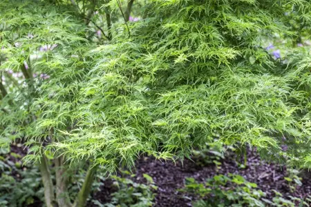 Acer palm. 'Seiryu' - P12 - image 2