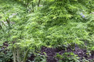 Acer palm. 'Seiryu' - P12 - image 2