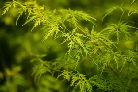 Acer palm. 'Seiryu' - P12 - image 3