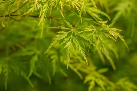 Acer palm. 'Seiryu' - 40-50 CM C3 - image 4